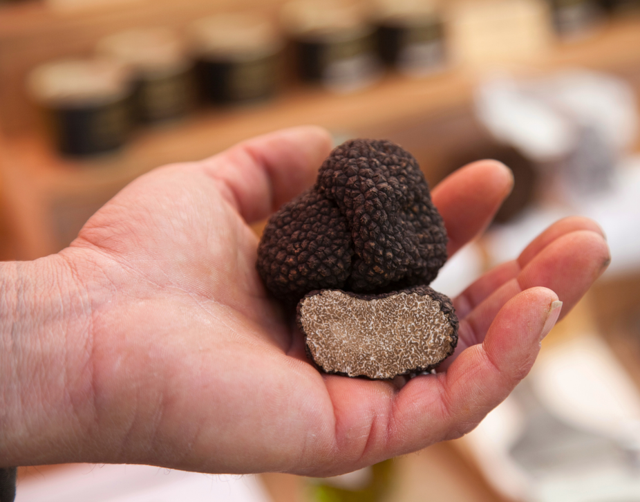 Black English Truffles in the palm of a man's hand